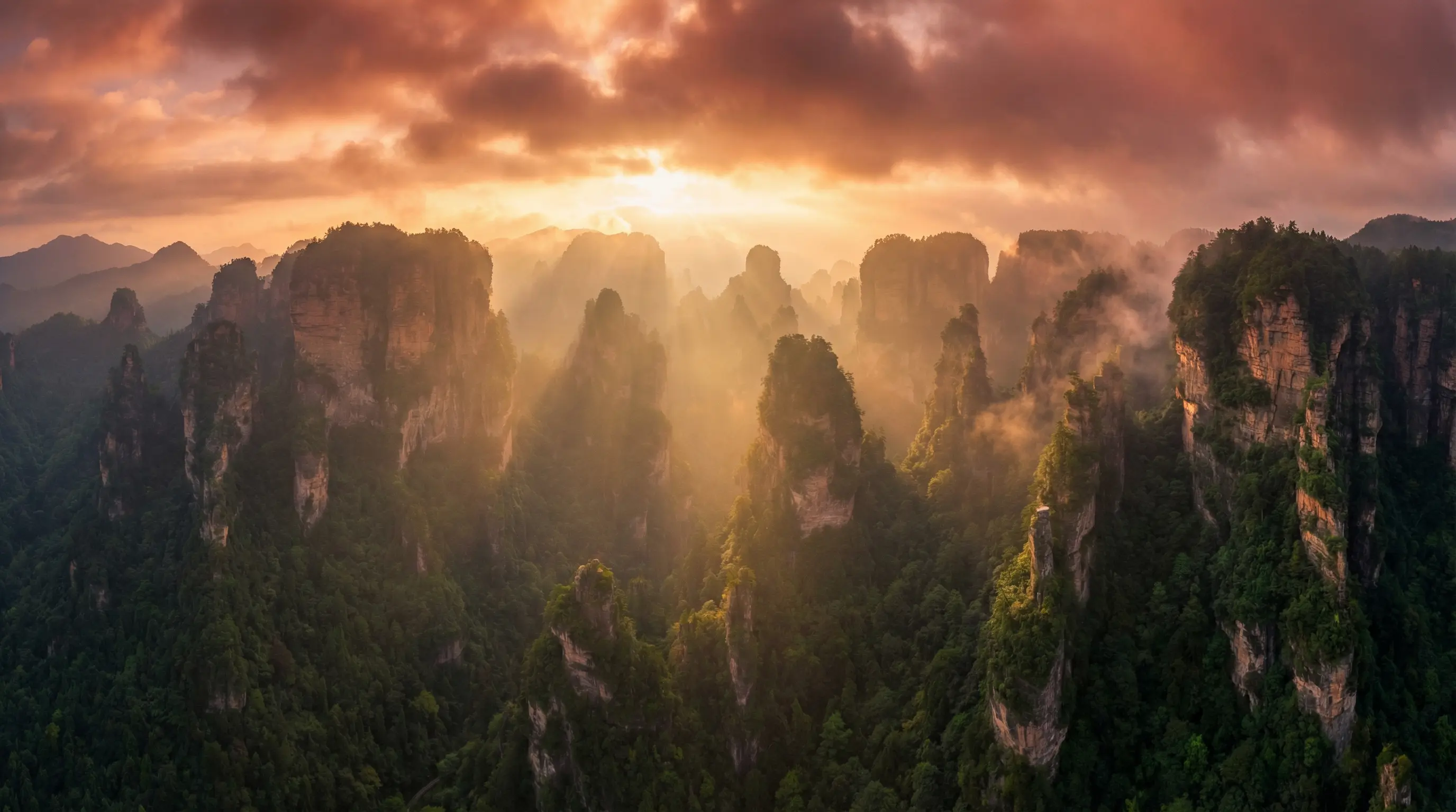 含羞草研究 自然风光视频封面